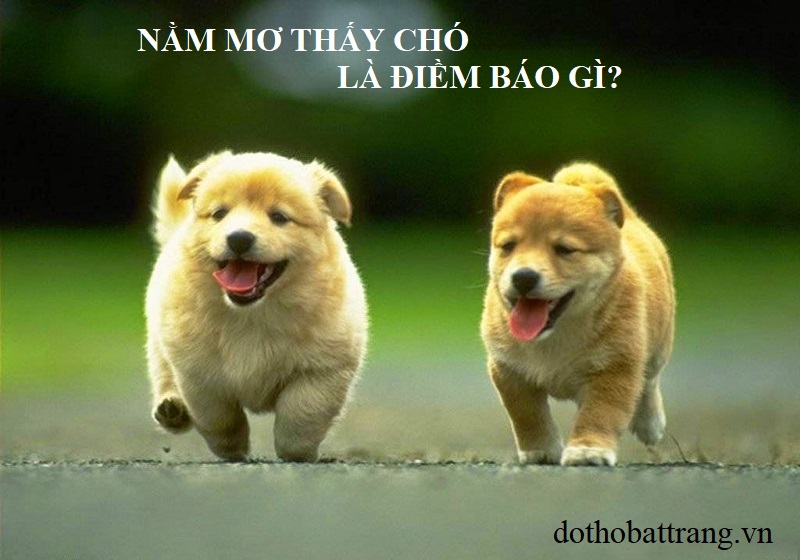 Chiêm bao thấy chó và dự đoán xổ số